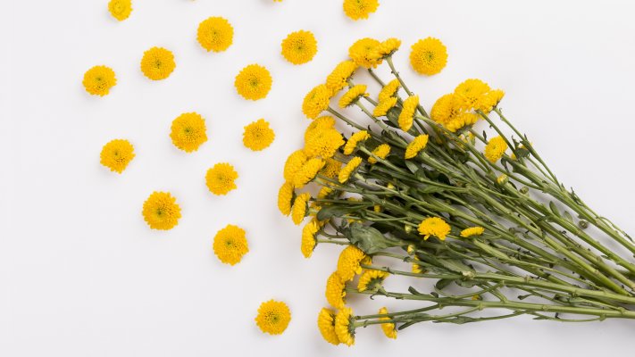 Flowers. Desktop wallpaper