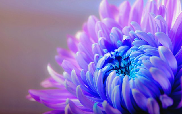 Flowers. Desktop wallpaper