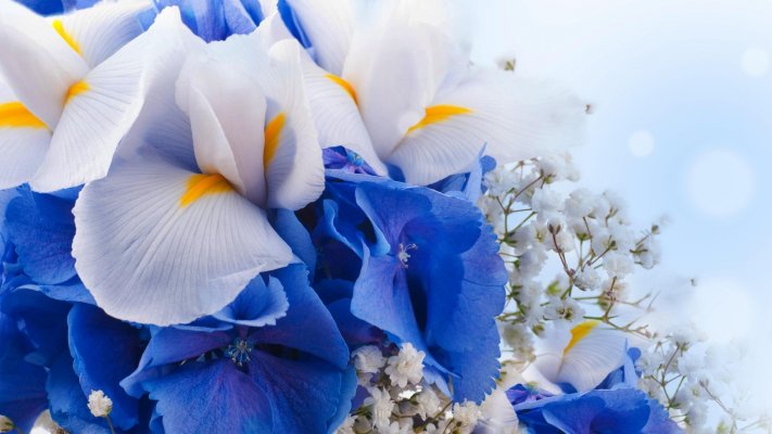 Flowers. Desktop wallpaper