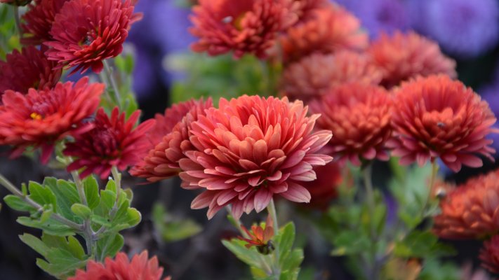 Flowers. Desktop wallpaper