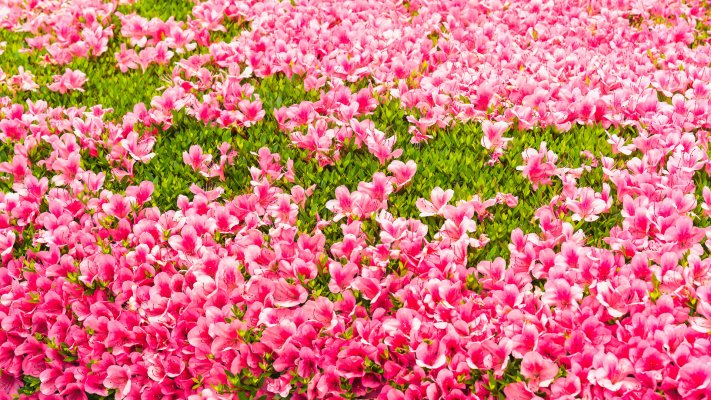 Flowers. Desktop wallpaper