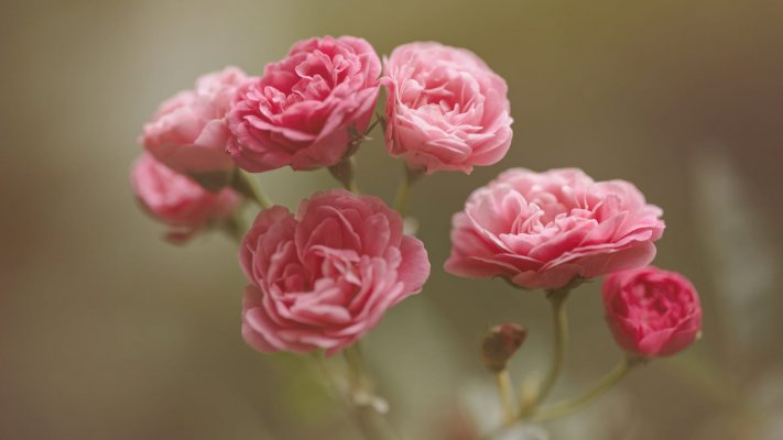 Flowers. Desktop wallpaper