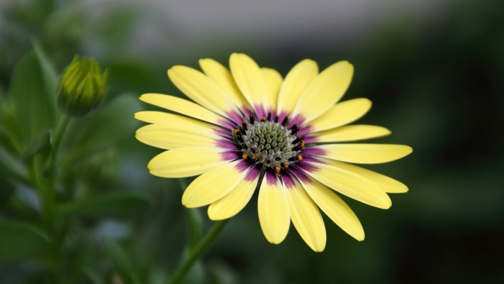 Flowers. Desktop wallpaper