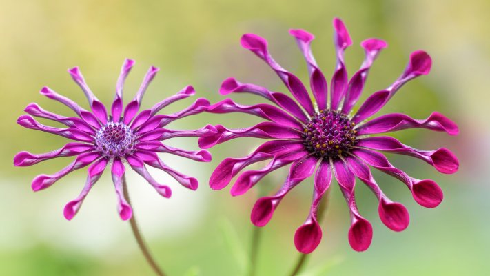 Flowers. Desktop wallpaper