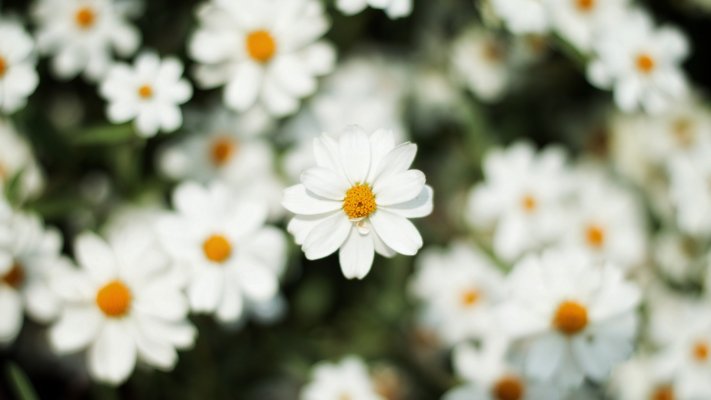 Flowers. Desktop wallpaper