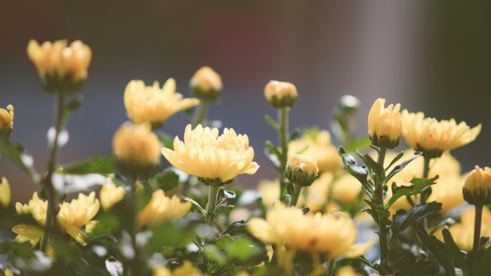 Flowers. Desktop wallpaper