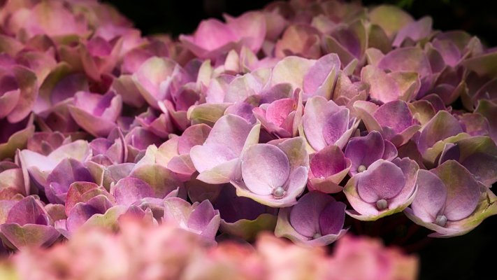 Flowers. Desktop wallpaper