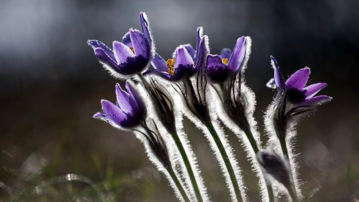 Flowers. Desktop wallpaper