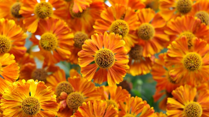 Flowers. Desktop wallpaper
