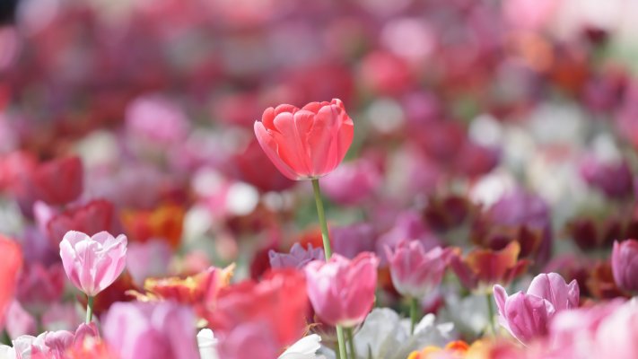 Flowers. Desktop wallpaper