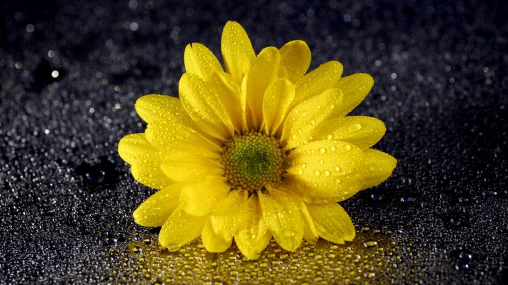 Flowers. Desktop wallpaper