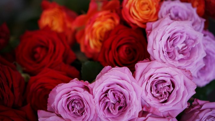 Flowers. Desktop wallpaper