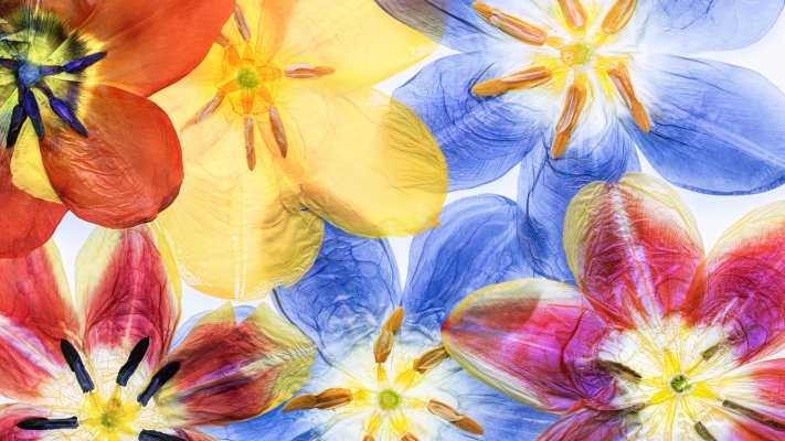 Flowers. Desktop wallpaper