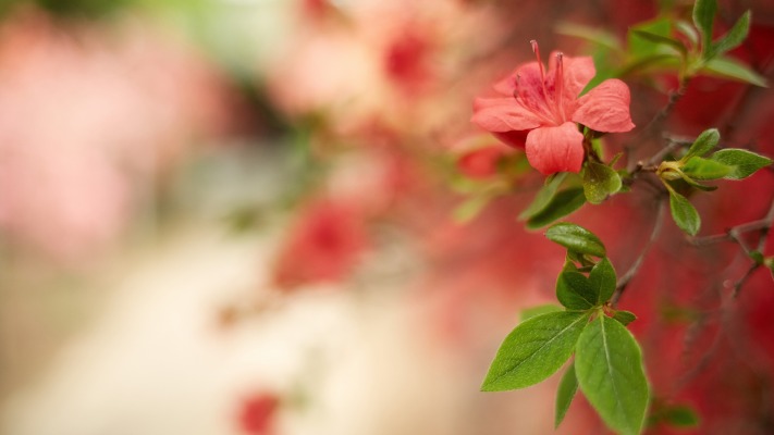 Flowers. Desktop wallpaper