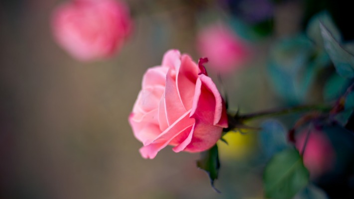Flowers. Desktop wallpaper