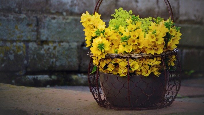 Flowers. Desktop wallpaper