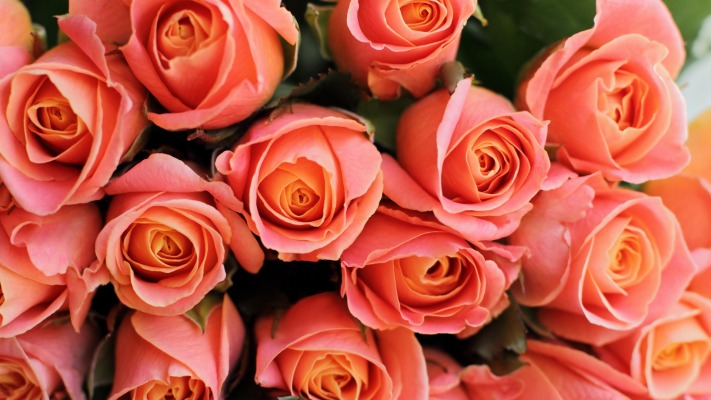 Flowers. Desktop wallpaper