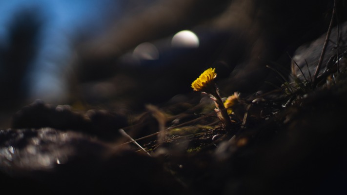 Flowers. Desktop wallpaper