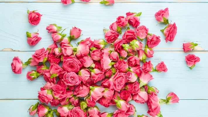 Flowers. Desktop wallpaper