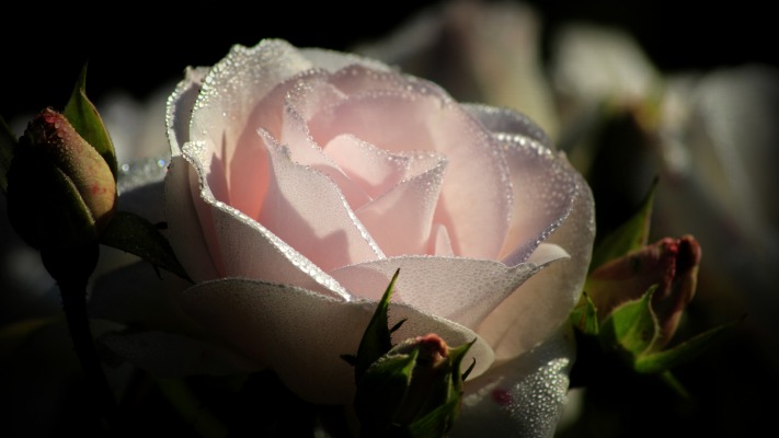 Flowers. Desktop wallpaper