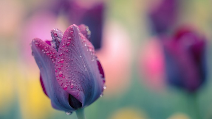 Flowers. Desktop wallpaper