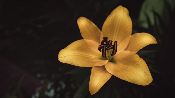 Flowers. Desktop wallpaper