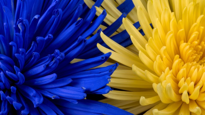 Flowers. Desktop wallpaper