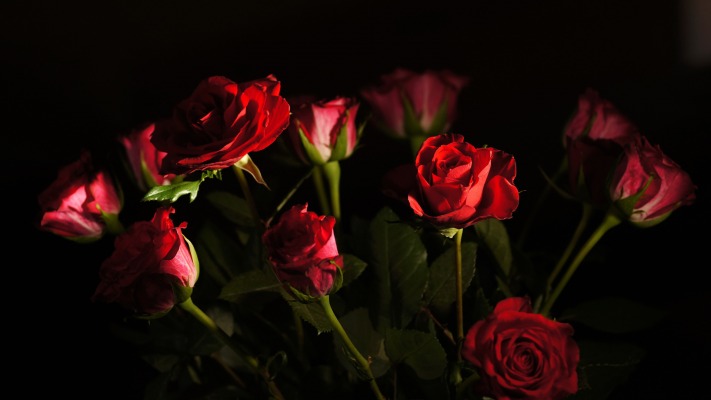Flowers. Desktop wallpaper