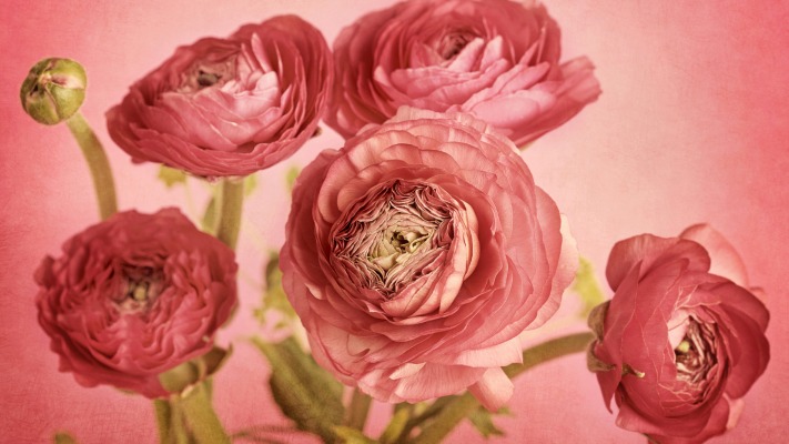 Flowers. Desktop wallpaper