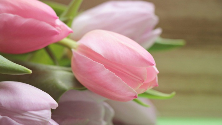 Flowers. Desktop wallpaper
