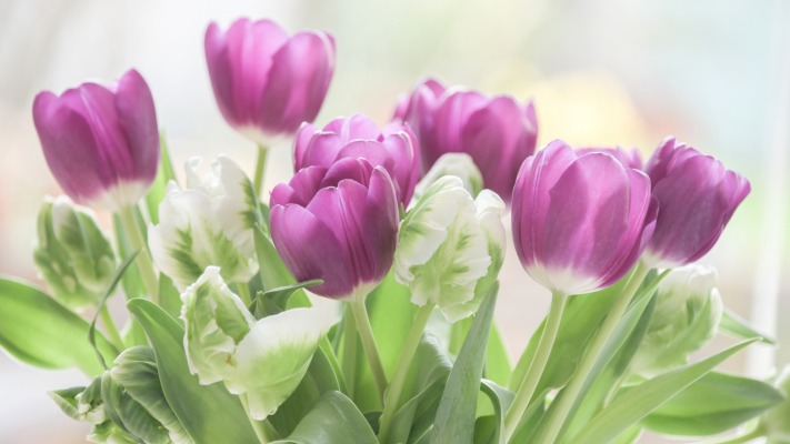 Flowers. Desktop wallpaper