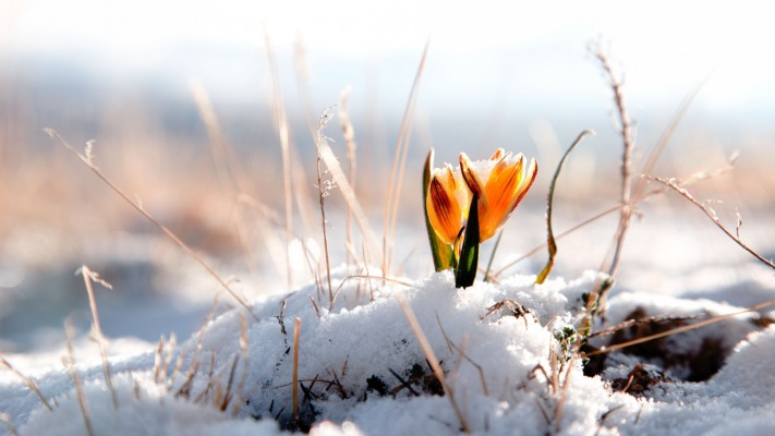 Flowers. Desktop wallpaper