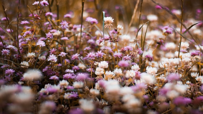 Flowers. Desktop wallpaper
