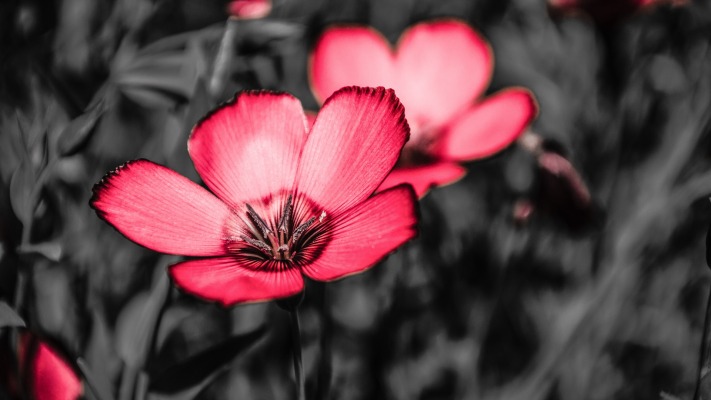 Flowers. Desktop wallpaper
