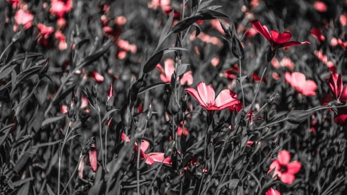 Flowers. Desktop wallpaper