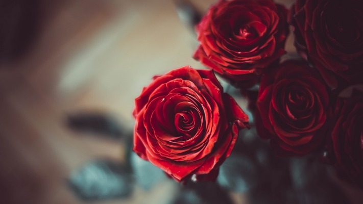 Flowers. Desktop wallpaper