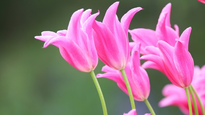 Flowers. Desktop wallpaper