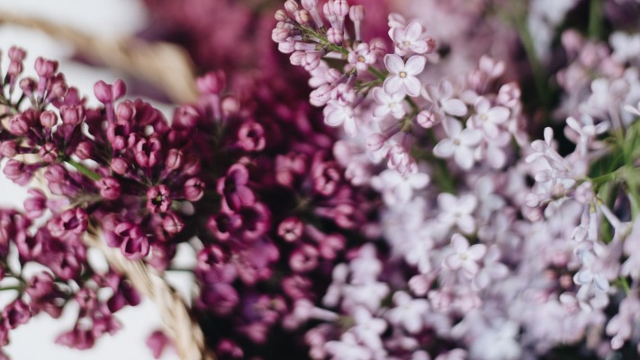 Flowers. Desktop wallpaper