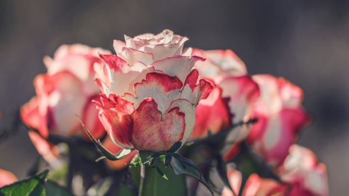 Flowers. Desktop wallpaper