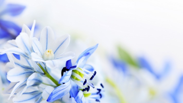 Flowers. Desktop wallpaper