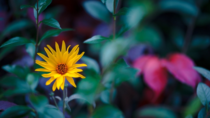 Flowers. Desktop wallpaper
