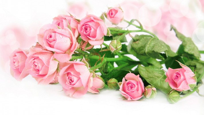 Flowers. Desktop wallpaper