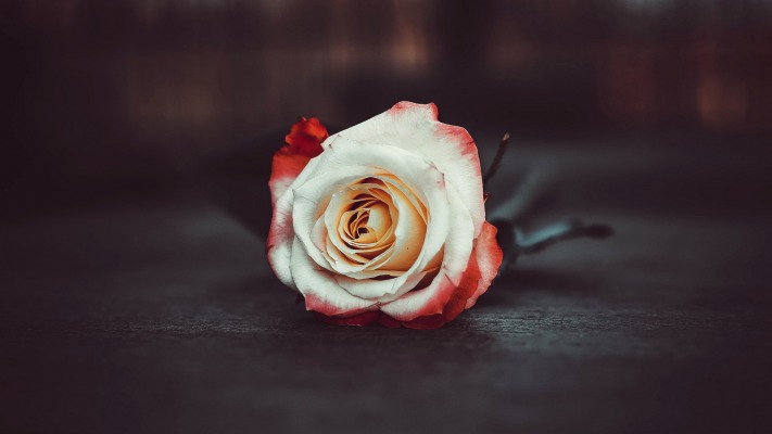 Flowers. Desktop wallpaper