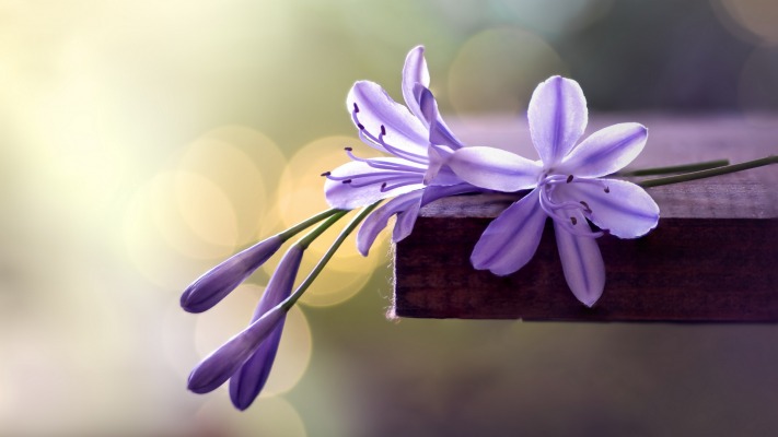 Flowers. Desktop wallpaper