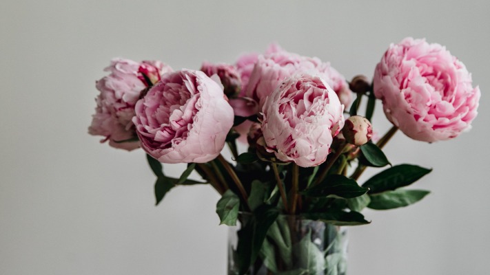 Flowers. Desktop wallpaper