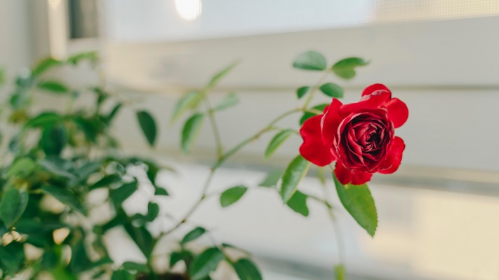Flowers. Desktop wallpaper