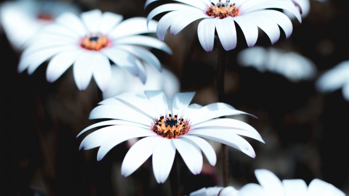 Flowers. Desktop wallpaper
