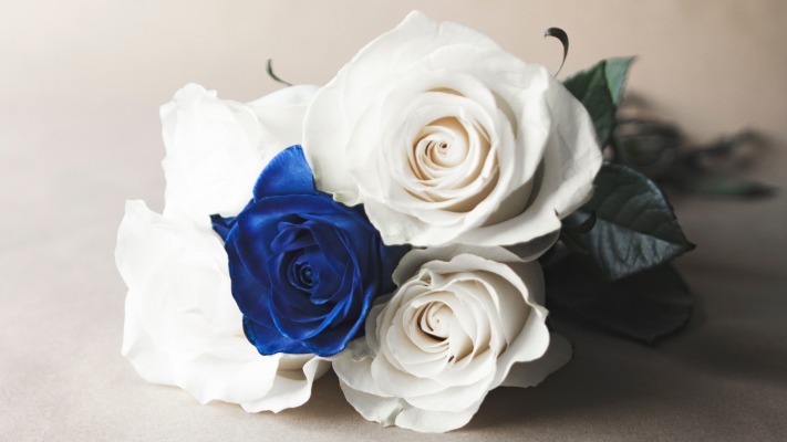 Flowers. Desktop wallpaper