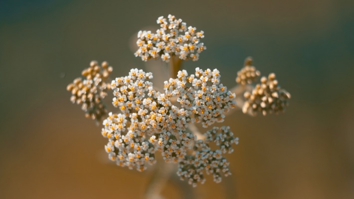 Flowers. Desktop wallpaper