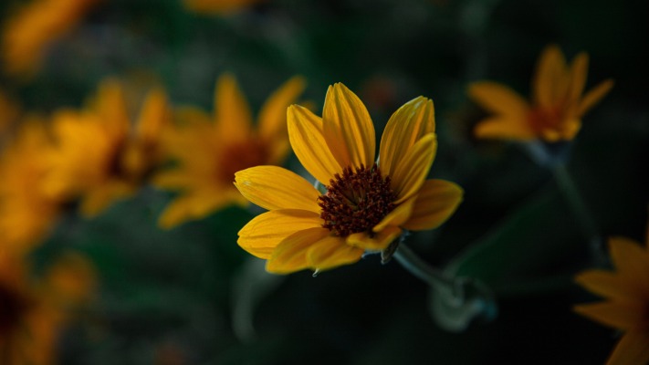 Flowers. Desktop wallpaper